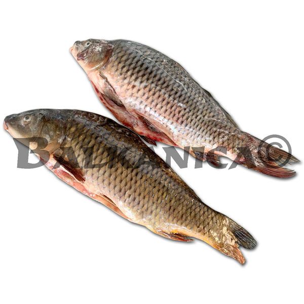 CARP GUTTED FROM THE DANUBE FROZEN DIVERTAS