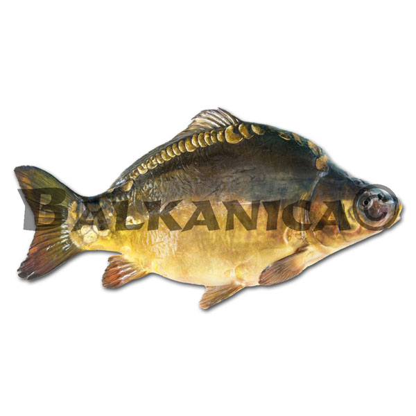 CARP ROYAL GUTTED WITH HEAD SEAMOR