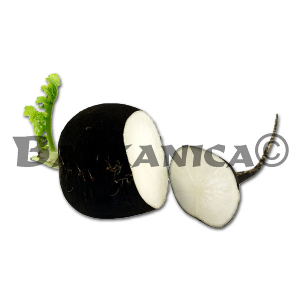 RABANITOS NEGROS CALIDAD I