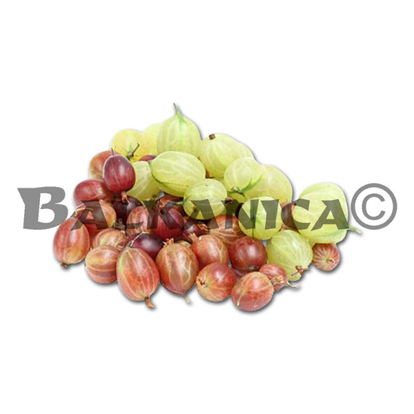 UVA CRISPA (GROSELLA ESPINOSA) BALKANICA CALIDAD I