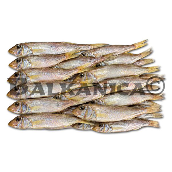 BARABULKA VYALENA VELADIS