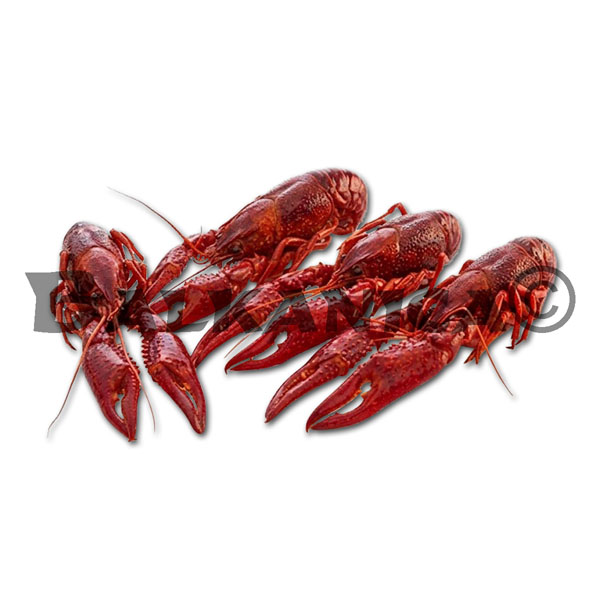 CANGREJO DE RIO COCIDO BALKANICA